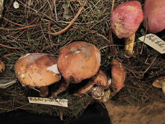 Aureoboletus projectellus