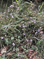 Ipomoea amnicola