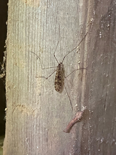 Unknown species found near Marble Bay Rd, Cowichan Valley, BC, CA