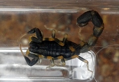 Uroplectes olivaceus