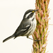 Black-throated Gray Warbler - Photo (c) matt knoth, some rights reserved (CC BY-NC-ND)