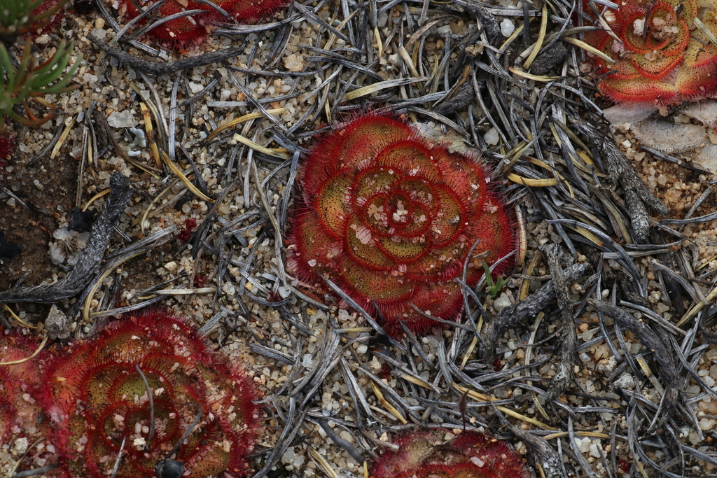 Drosera zonaria Planch. 4