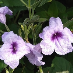 Ruellia macrosolen