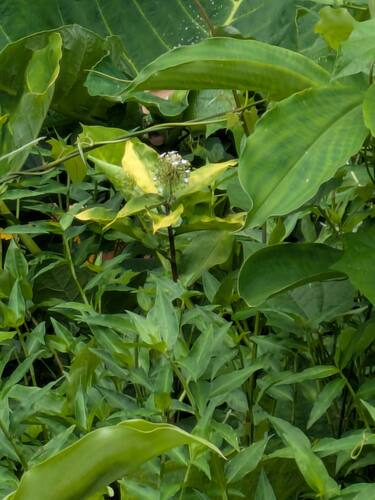 Aneilema beniniense observed 2025-08-13