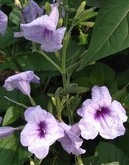 Ruellia macrosolen