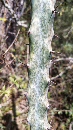 Cereus spegazzinii, photograph 5