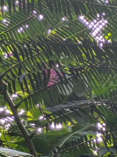 Medinilla cumingii, photograph 6