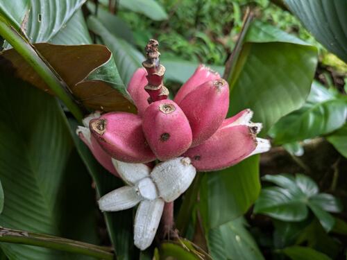 Musa velutina observed 2025-08-13