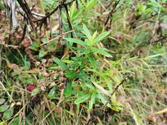 Faujasia salicifolia