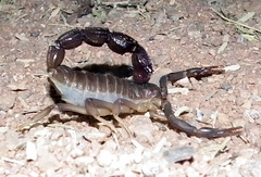 Parabuthus granulatus