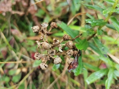 Faujasia salicifolia