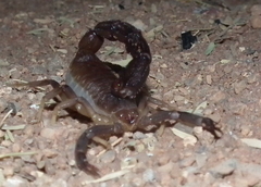 Parabuthus granulatus