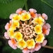 Lantana - Photo (c) Alberto, some rights reserved (CC BY-NC), uploaded by Alberto