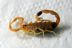 Uroplectes