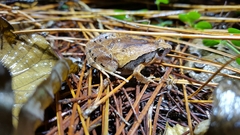 Microhyla okinavensis