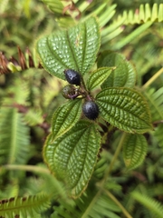 Clidemia hirta, recorded fruiting