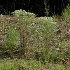 Eupatorium hyssopifolium
