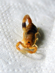 Uroplectes