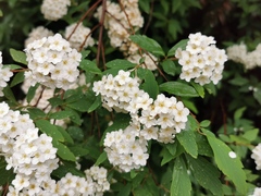 Spiraea × vanhouttei