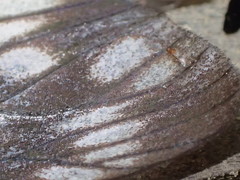 Eterusia aedea formosana