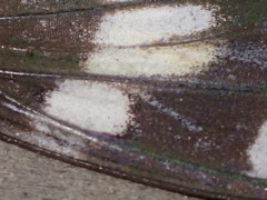 Eterusia aedea formosana