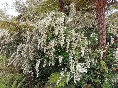 Spiraea × vanhouttei