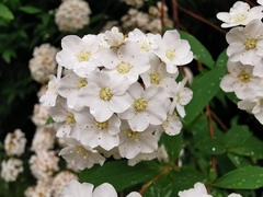 Spiraea × vanhouttei