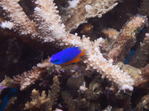 Azure damselfish (Chrysiptera hemicyanea) — Pomacentridae