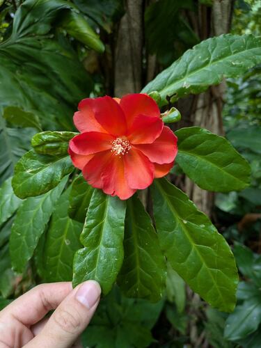 Leuenbergeria bleo