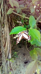 Thisbe lycorias