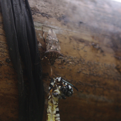 Eocanthecona furcellata