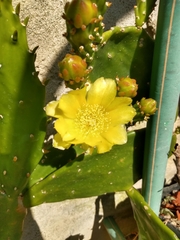 Brasiliopuntia