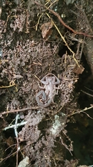 Centruroides caribbeanus