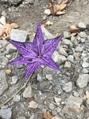 Colchicum variegatum