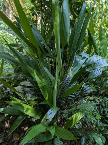 Dracaena aubryana, 2025-08-18