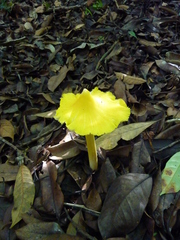 Fungi