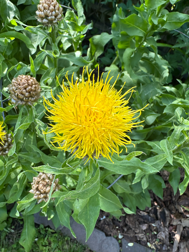 Giant Knapweed (Centaurea macrocephala)