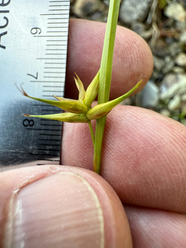 Michaux's sedge (Carex michauxiana)