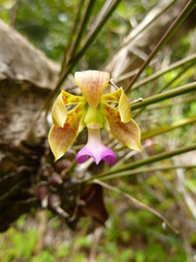 Encyclia bracteata