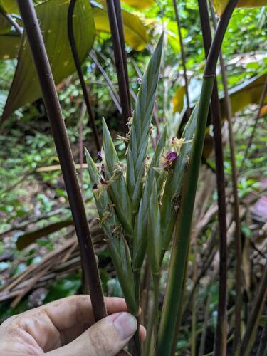 Pleiostachya pruinosa observed 2025-08-18