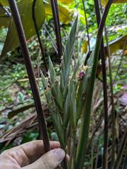 Pleiostachya pruinosa, photograph (c) Kevin Faccenda, some rights reserved (CC BY)