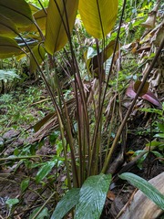 Pleiostachya pruinosa, photograph (c) Kevin Faccenda, some rights reserved (CC BY)