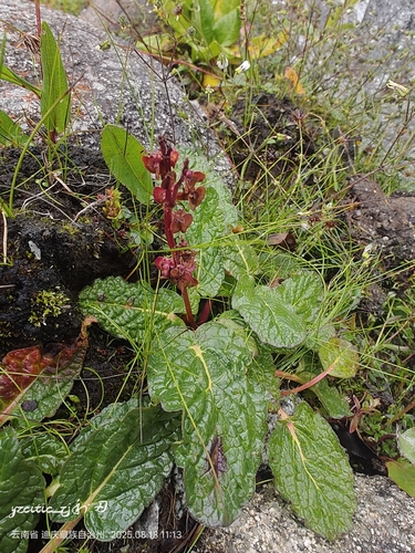 Rheum delavayi