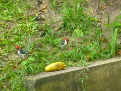 Paroaria dominicana