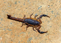 Pseudolychas ochraceus