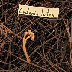 Cudonia lutea