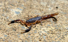 Pseudolychas ochraceus