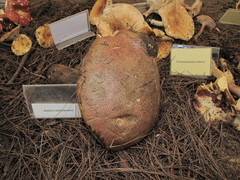 Boletus michoacanus