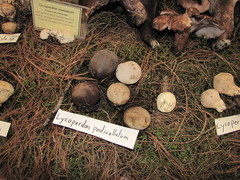 Geastrum campestre