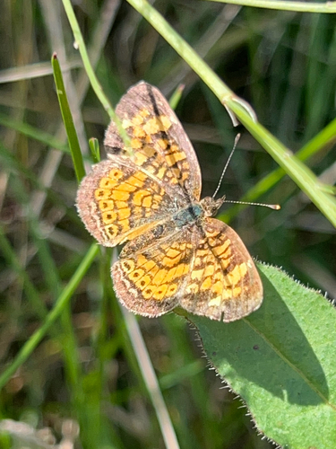 Pearl Crescent photographed in New York